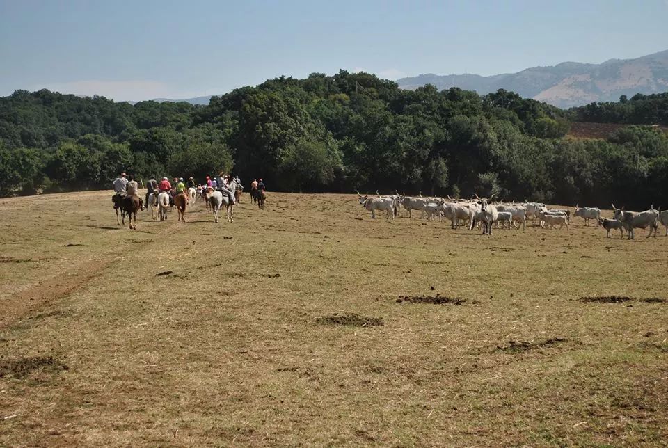 XXII edizione della “Marcia della transumanza”