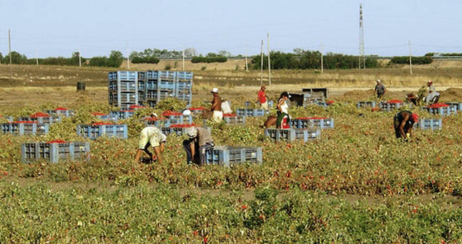 Sabaudia: Lavorare la terra diventa un’impresa