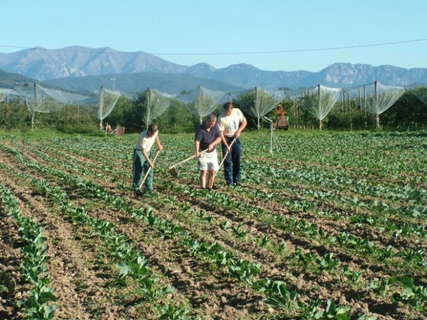 Agricoltura: Arrivano le misure a sostegno delle PMI locali