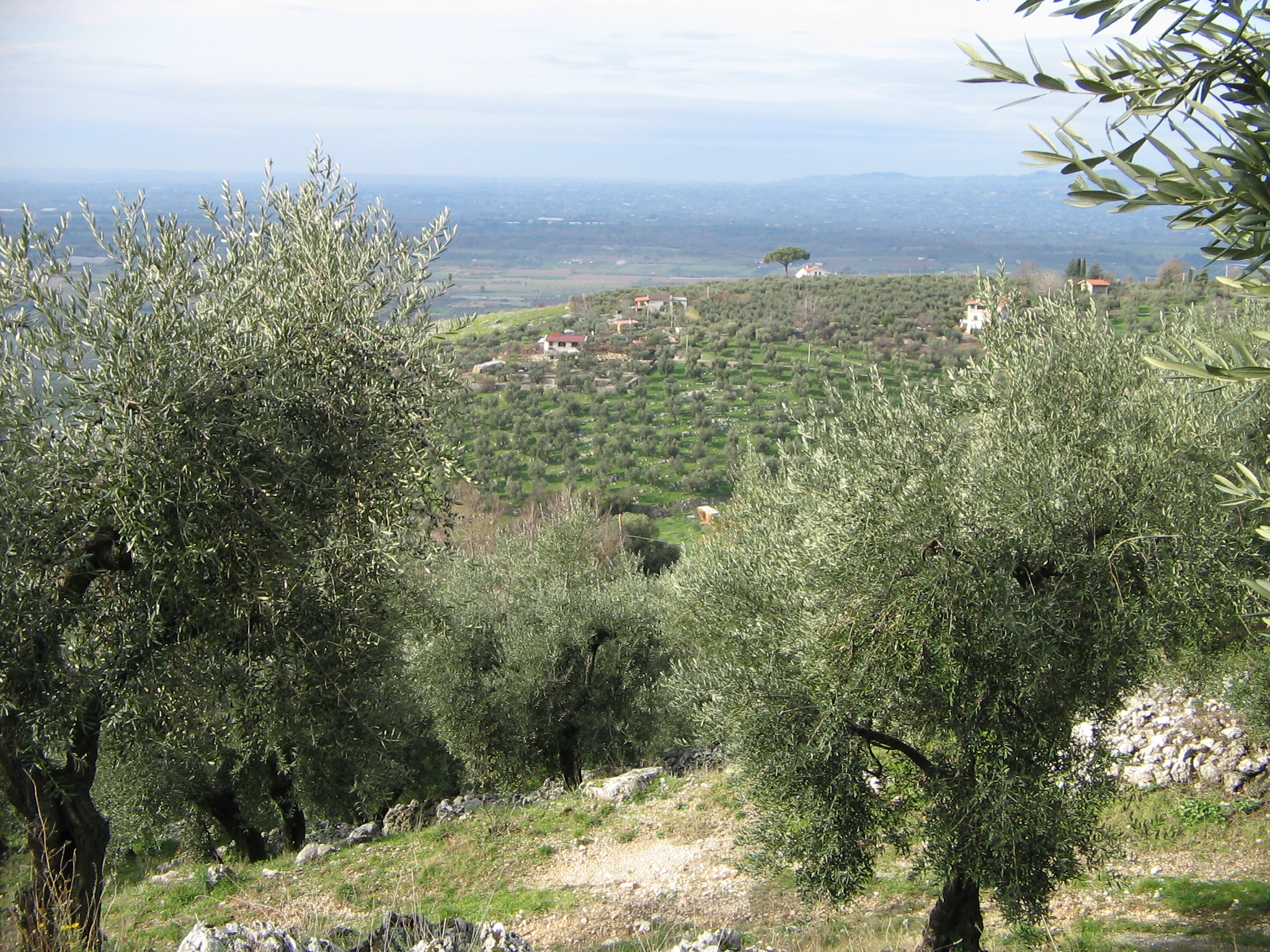 Assaggiatori di Olio: il Corso