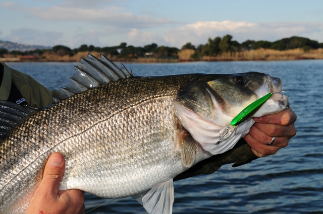 Tutto pronto per Branzino The Challenge