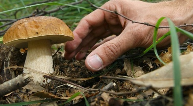 Latina: A caccia di funghi con i corsi A.M.E.P.