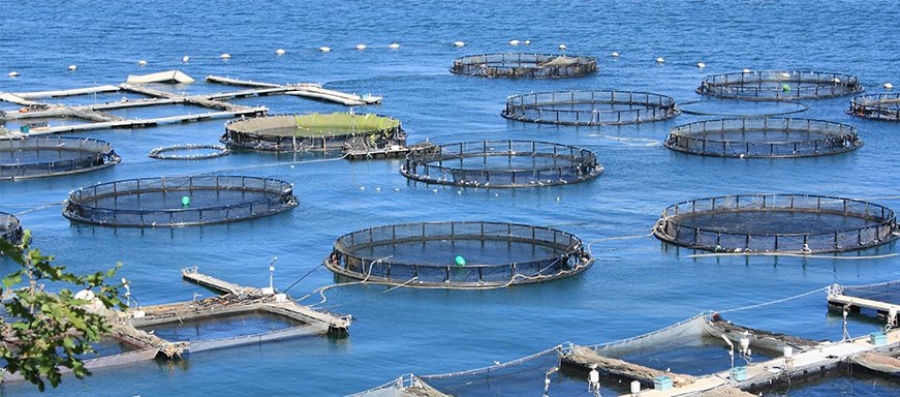 Lazio: Il Flag “Mar Tirreno Pontino e Isole Ponziane” ottiene 70Mila euro