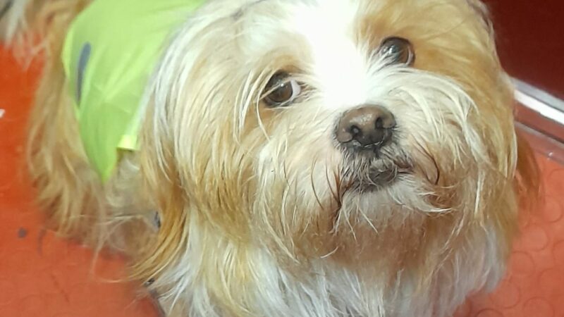 Il cerchio delle idee presenta: Dog Family Day, prima edizione